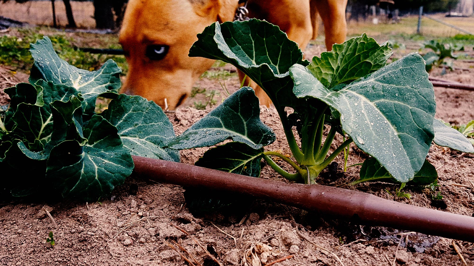 Dirtfolk outdoor project