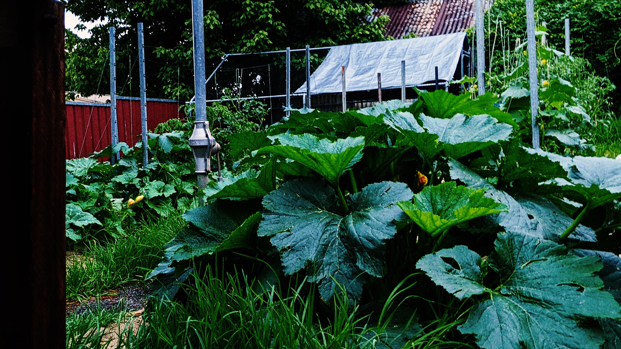 Dirtfolk garden project
